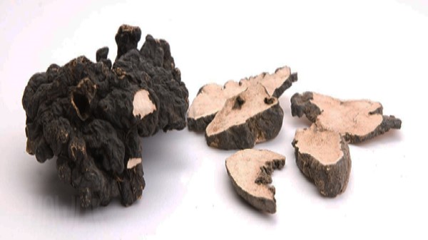 Vị thuốc trư linh