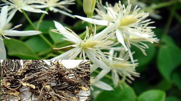 vị thuốc uy linh tiên