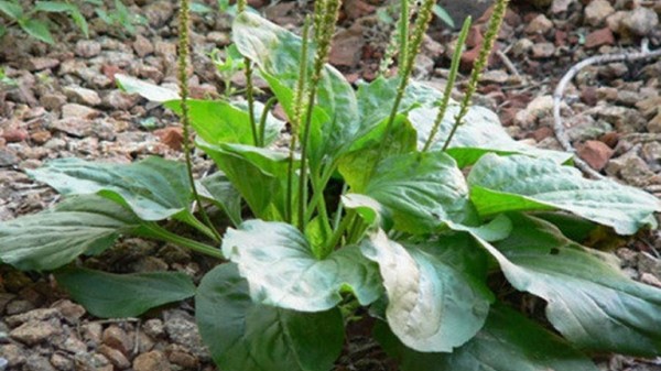 vị thuốc xa tiền mã đề