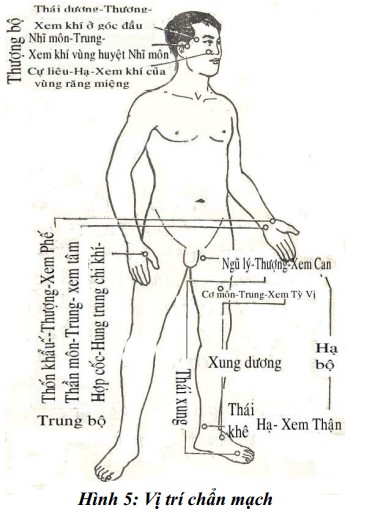 vị trí chẩn mạch - thiết chẩn trong đông y