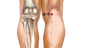 vị trí huyệt Ủy trung