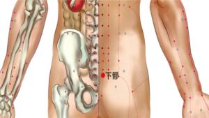 Vị trí huyệt Hạ liêu