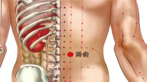 Vị trí huyệt Thận du