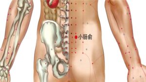 Vị trí huyệt Tiểu trường du