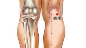 vị trí huyệt ủy dương