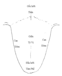 xem lưỡi -vọng chẩn trong y học cổ truyền